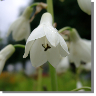 Galtonia candicans - Galtonia bulbi