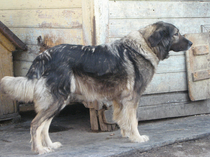 molda femela