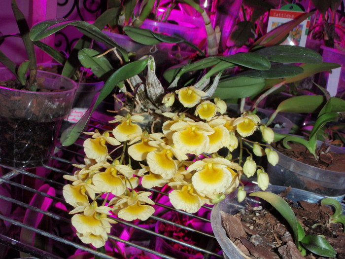16 martie 2012 den aggregatum - Dendrobium nobile etc