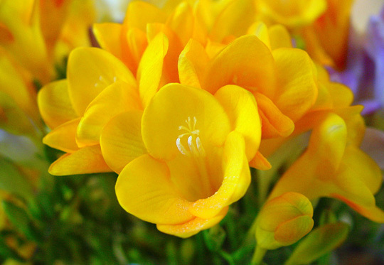 flores-de-fresia-de-color-amarilla1