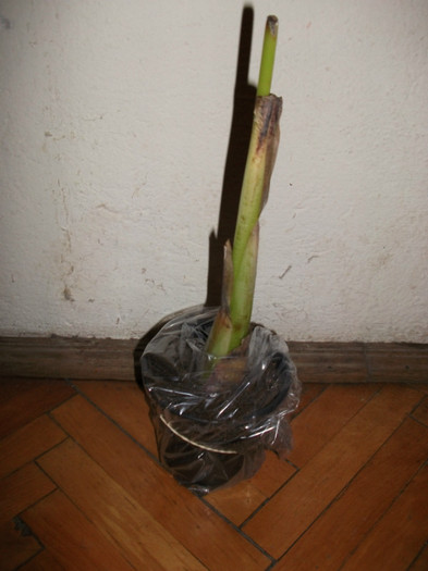 Musella lasciocarpa-bananier