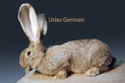 uriasul german - I-Rase de iepuri