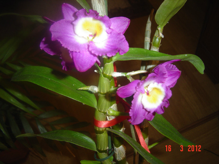 poze 238 - 2012 ORHIDEEA