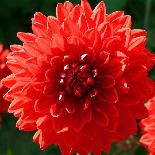 DAHLIA Contessa Red - Dalii