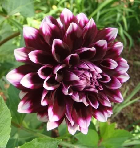 DAHLIA Mystery Day; pret 7,5 lei/bulb
