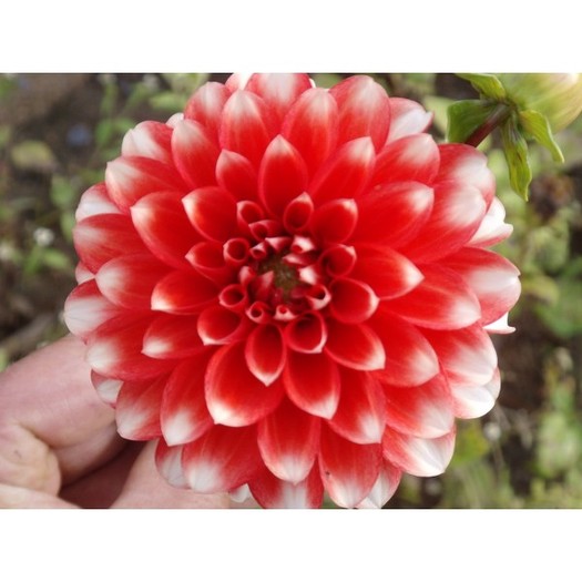 DAHLIA Nagano; Pret 6,5 lei/bulb
