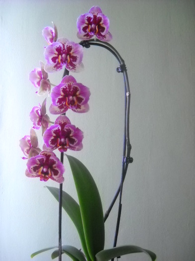 curgatoare!! - 2012- Orhideea