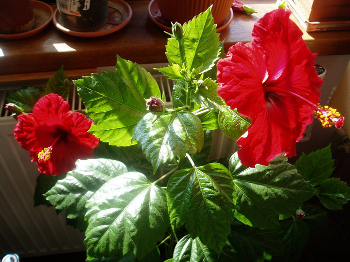 P1010071 - Flori 2012