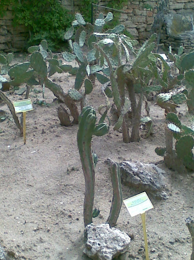 Iar cactusi - Peisaje