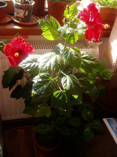 P1010073 - Flori 2012