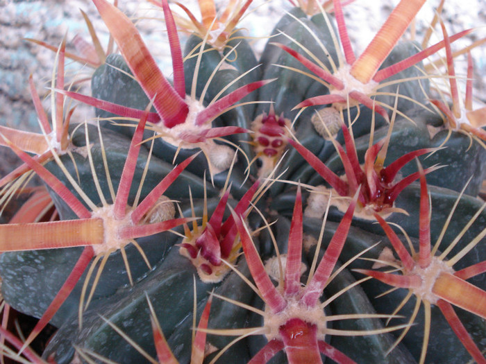 DSC08527 - cactusi 2011