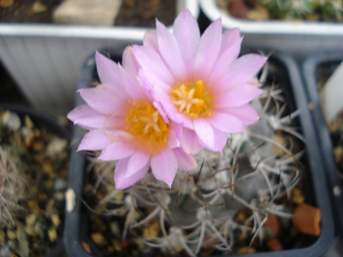 DSC08529 - cactusi 2011