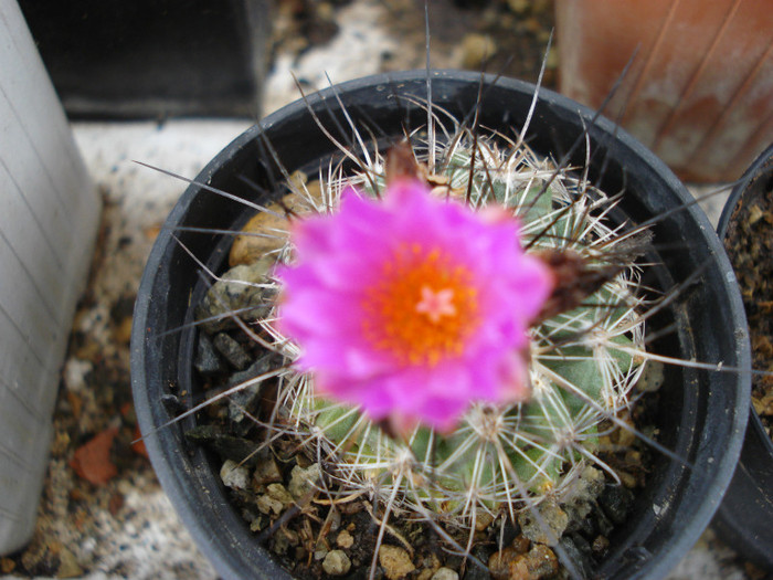 DSC08530 - cactusi 2011