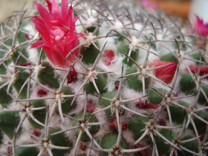 DSC08531 - cactusi 2011