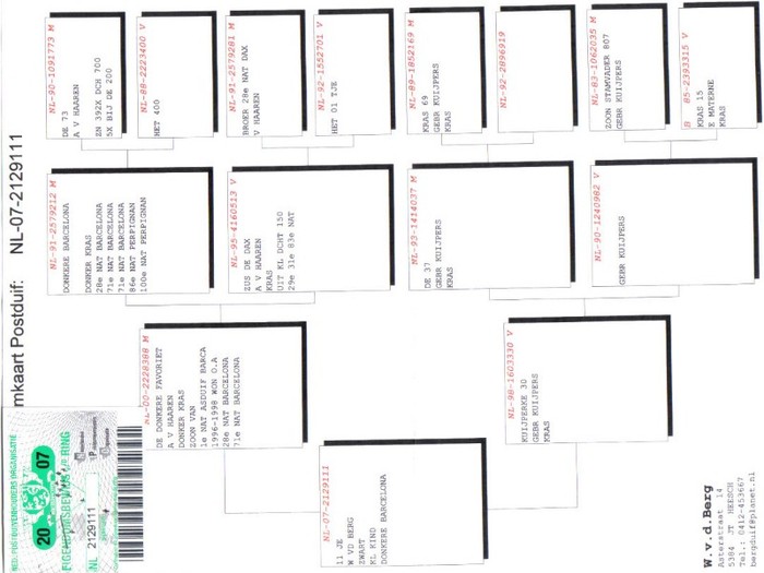 NL 07 2129111 F. - Achizitii respectiv - PEDIGREELE PORUMBEILOR ACHIZITIONATI in 2008 - 2012