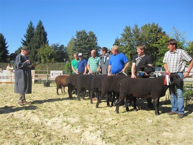 campionii - Strasser Gerhard jura schafe