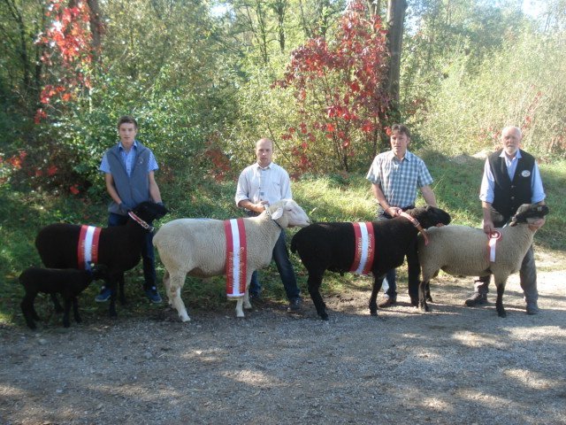 jura-merino si suffolk -campioni - Strasser Gerhard jura schafe