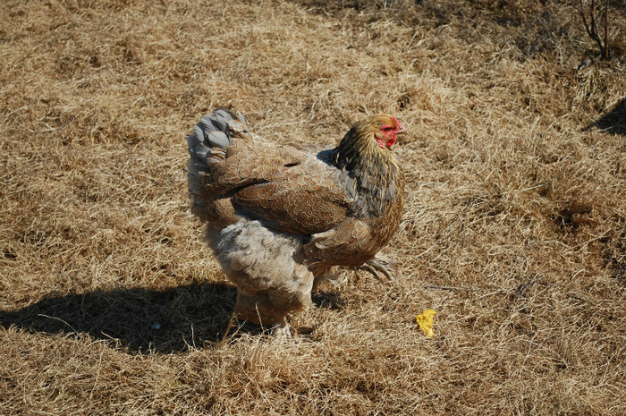 DSC_9446 - pasari 2012