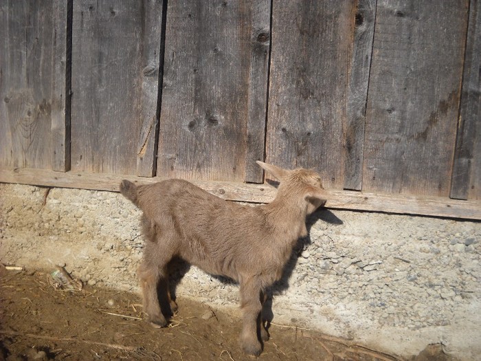 jfjgdkjf 163; Printesa.
