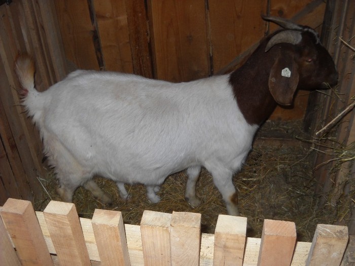 jfjgdkjf 154 - Capre rasa Boer