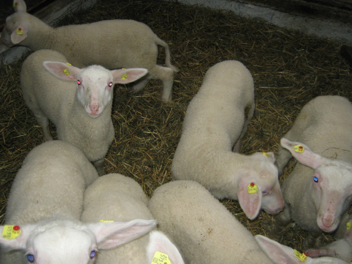 miei de lapte