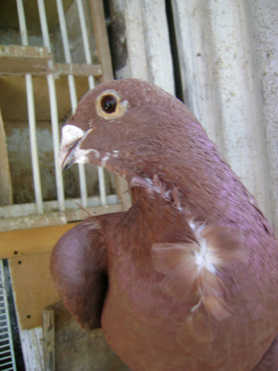 DSC02131 - Porumbei rosii de bucuresti