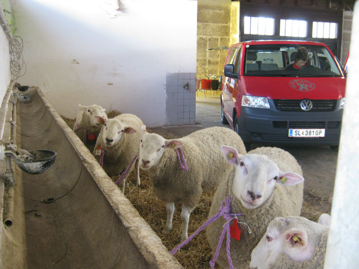 oi texel  17 martie -2012 licitatie