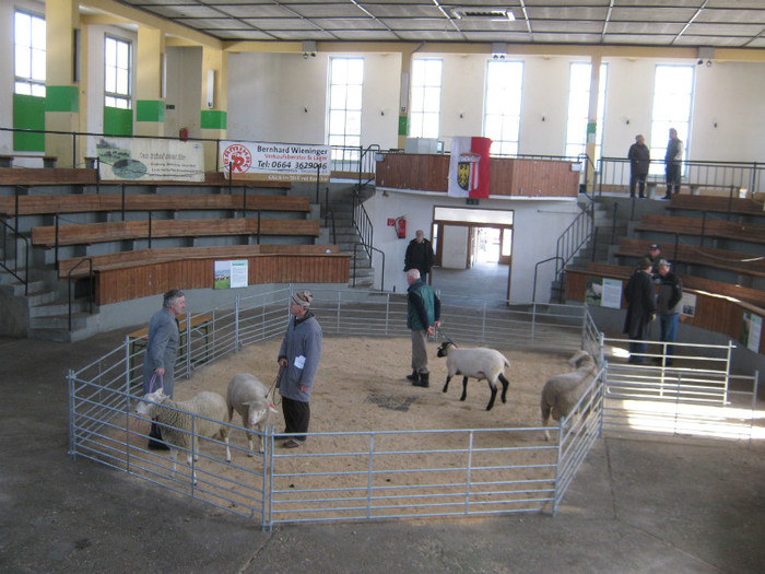 -ille de frence-merino-suffolk-texel