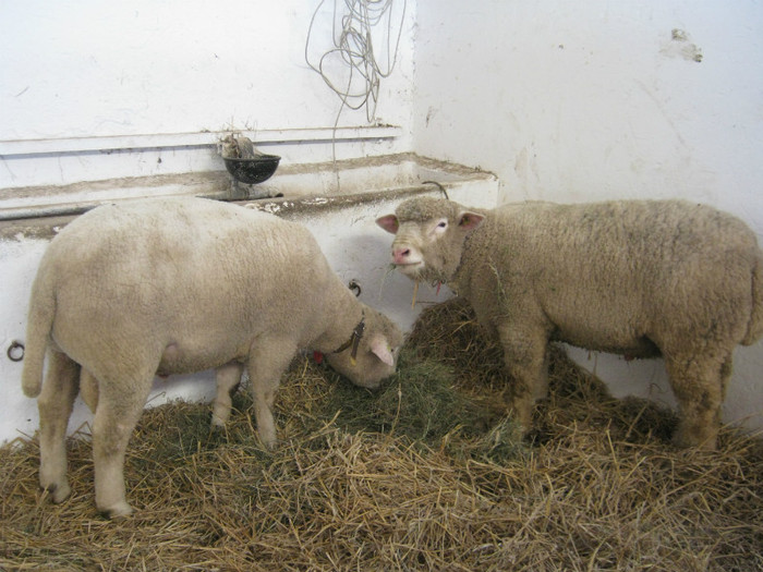 2 berbeci ille de frence