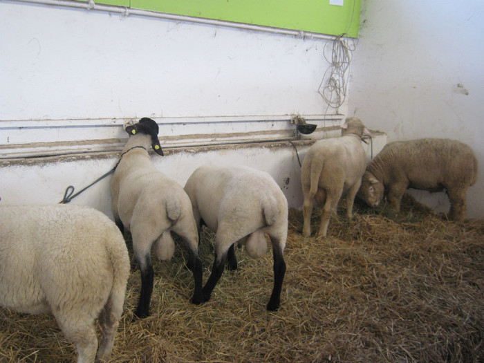 2 berbeci suffolk -Stahrl