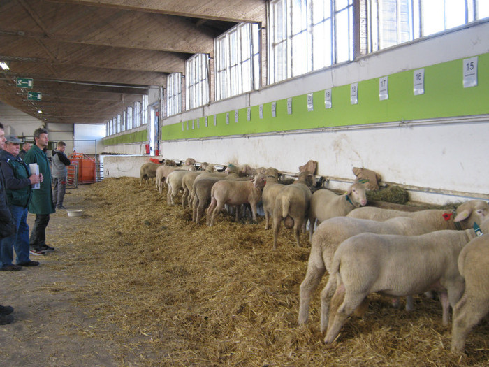 merino 25 de berbeci