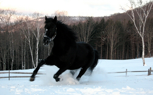 cal negru:2