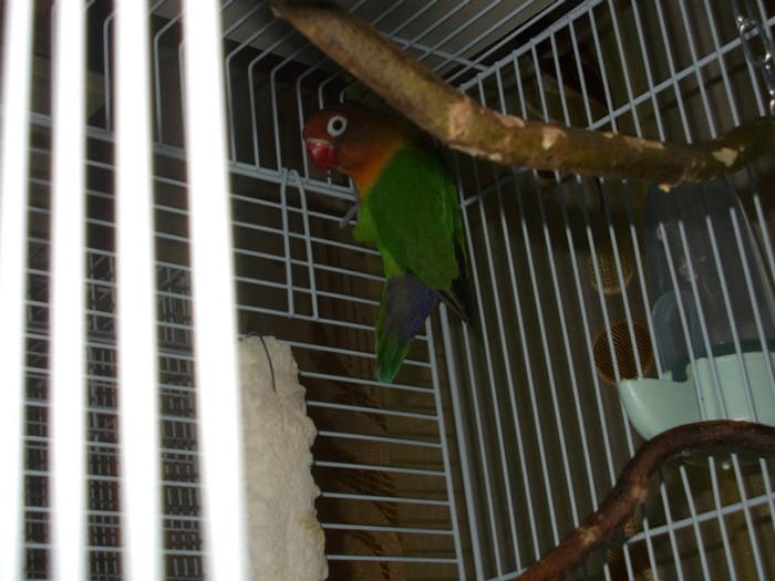 TITI
