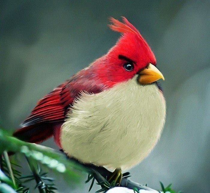 Angry Birds - Angry Birds in realitate