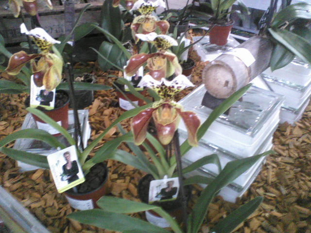 P16-03-12_15.41 - orhidee vazute