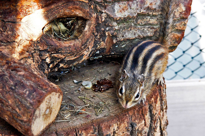 MG_2918 - VEVEVERITE SIBERIENE -Tamias sibiricus