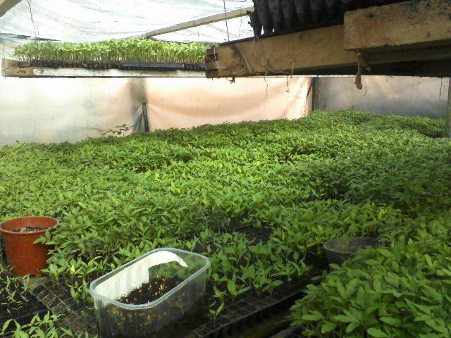 P17-03-12_09.04 - pregatirea serei  si a rasadului 2012 2013