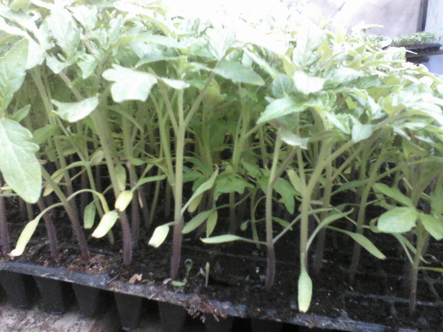 P17-03-12_09.04[1] - pregatirea serei  si a rasadului 2012 2013