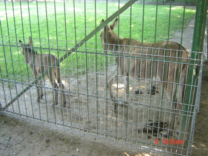 1 - zoo Oradea