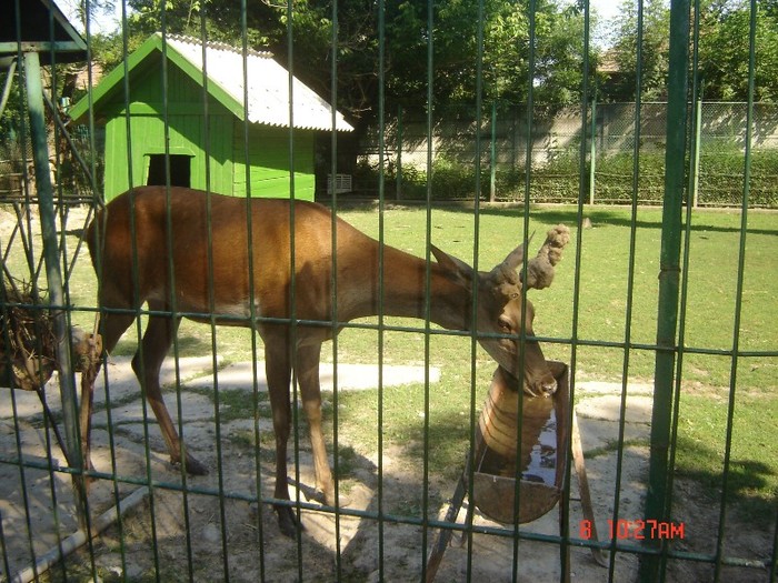 2 - zoo Oradea