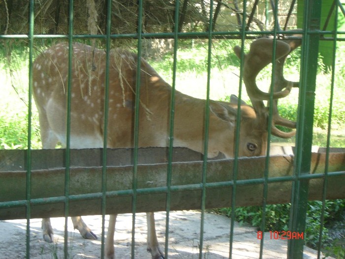 3 - zoo Oradea