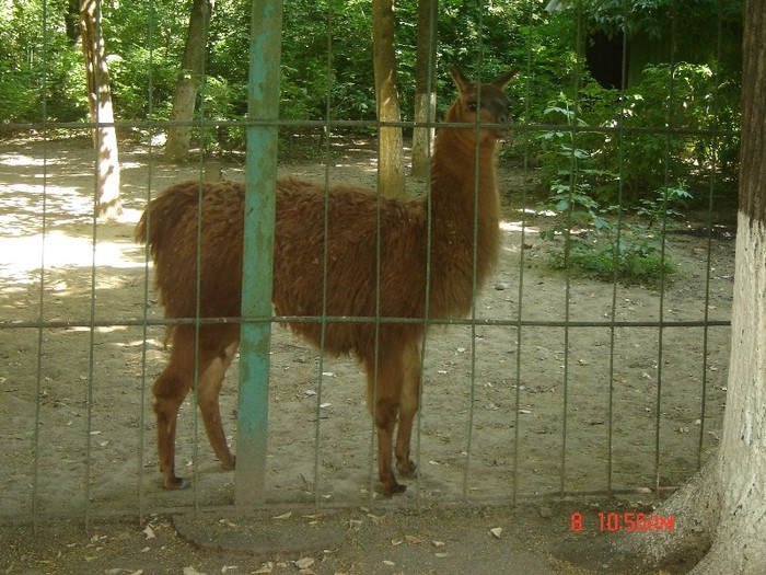 9 - zoo Oradea