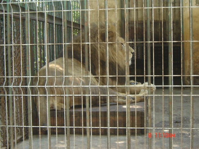 12 - zoo Oradea