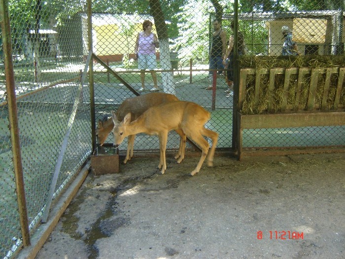 15 - zoo Oradea