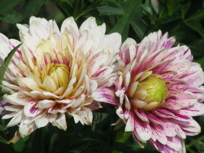 1 - dahlia 2011