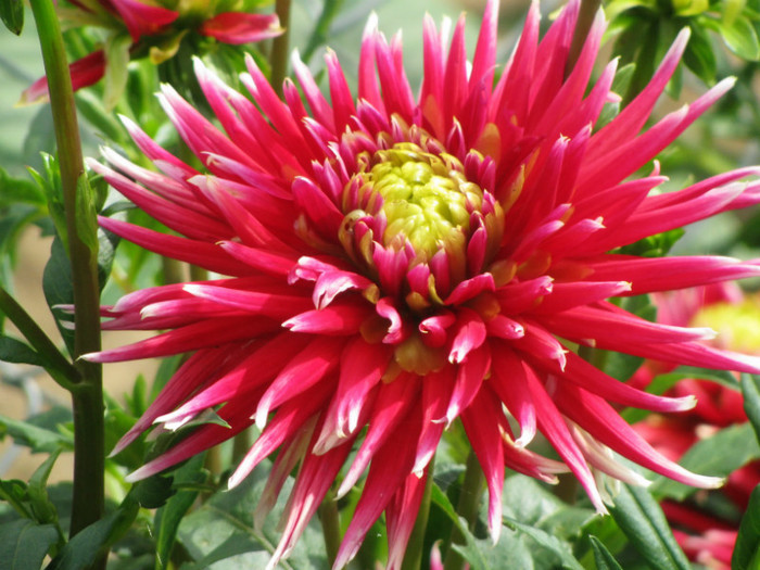 2 - dahlia 2011