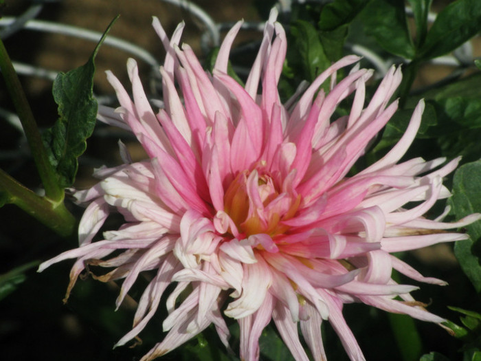 3 - dahlia 2011