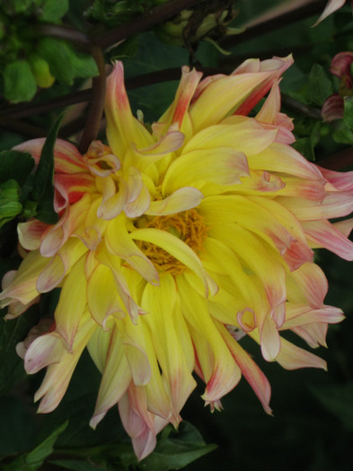 6 - dahlia 2011