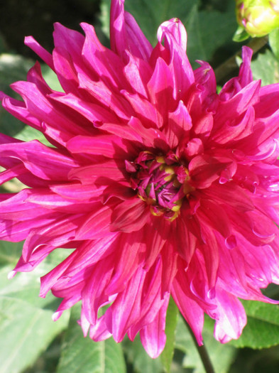 7 - dahlia 2011