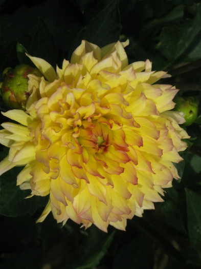 8 - dahlia 2011